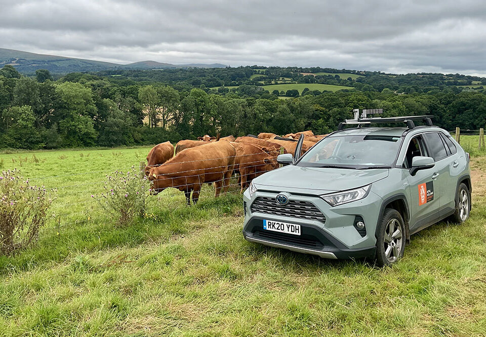 A grey Toyota SUV with a Royal Holloway logo parked by a field of brown cows